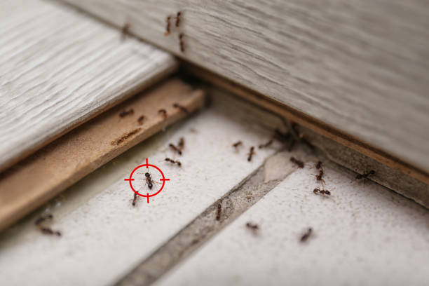 Best Mosquito Control Services  in Crestwood, IL