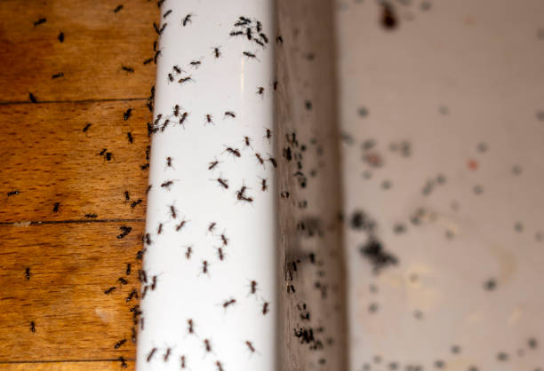 Best Cockroach Control Services  in Crestwood, IL