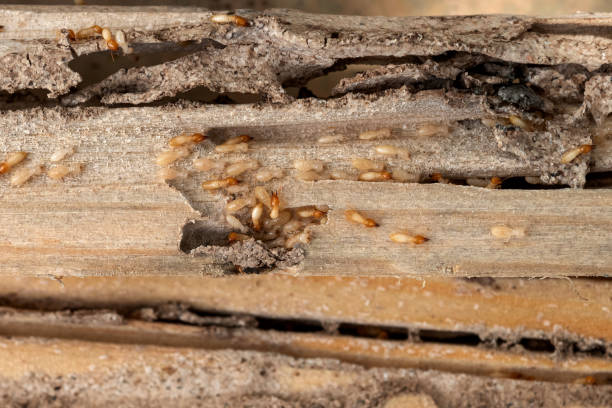 Best Pest Control Near Me  in Crestwood, IL