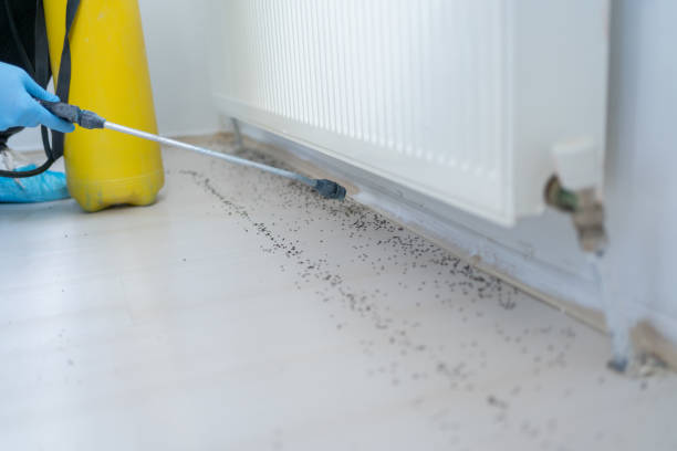 Best Local Pest Control Services  in Crestwood, IL